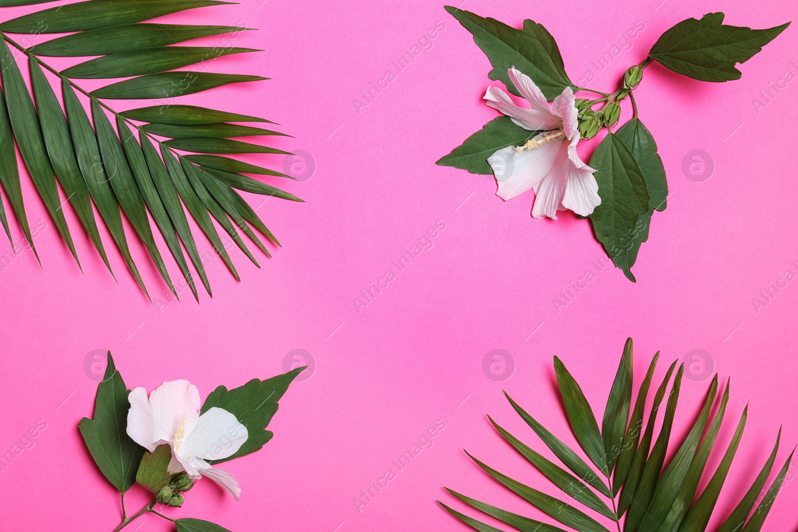 Photo of Flat lay composition with tropical leaves and Hibiscus flowers on pink background