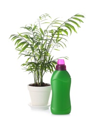 Photo of Beautiful house plant and bottle of fertilizer on white background