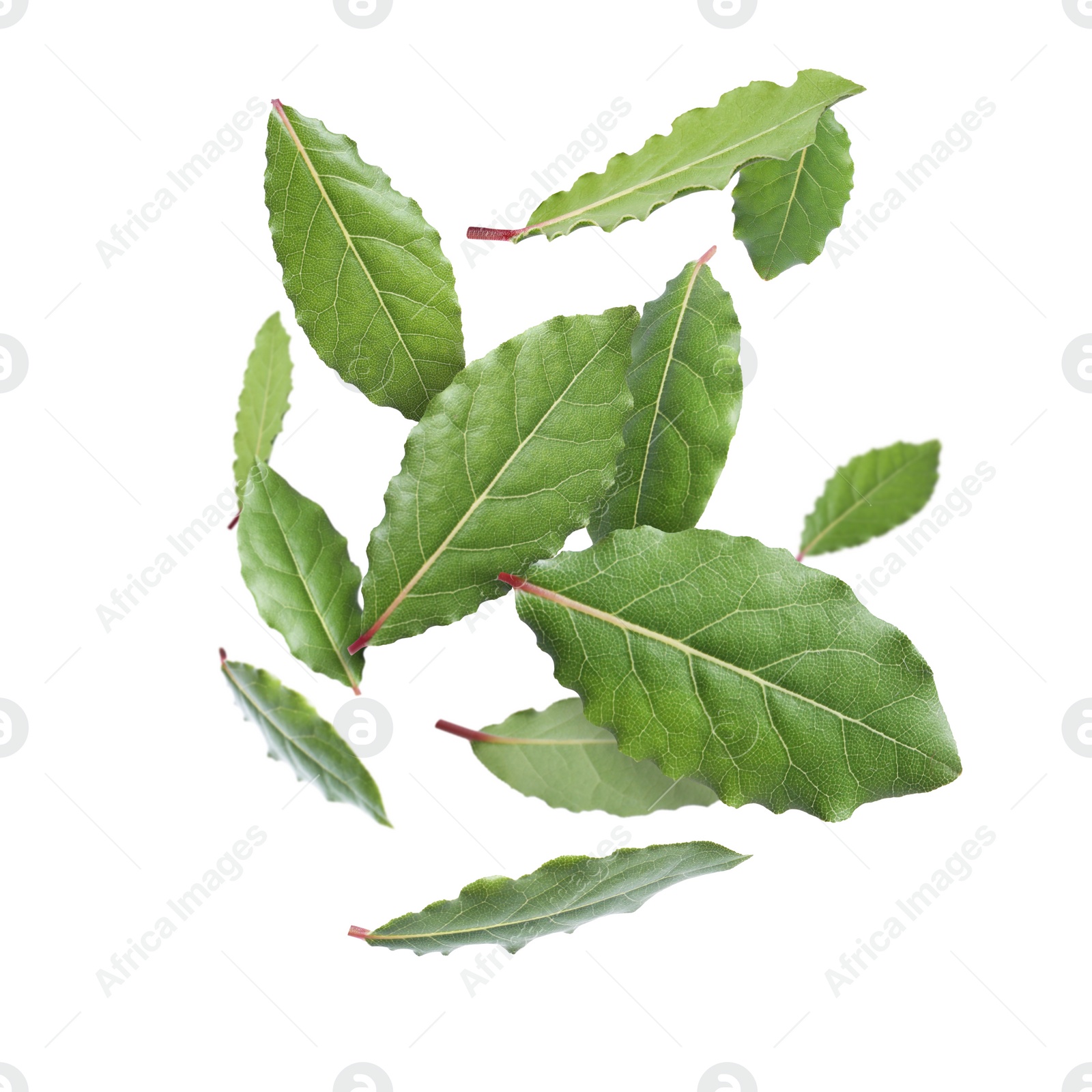 Image of Fresh bay leaves falling on white background