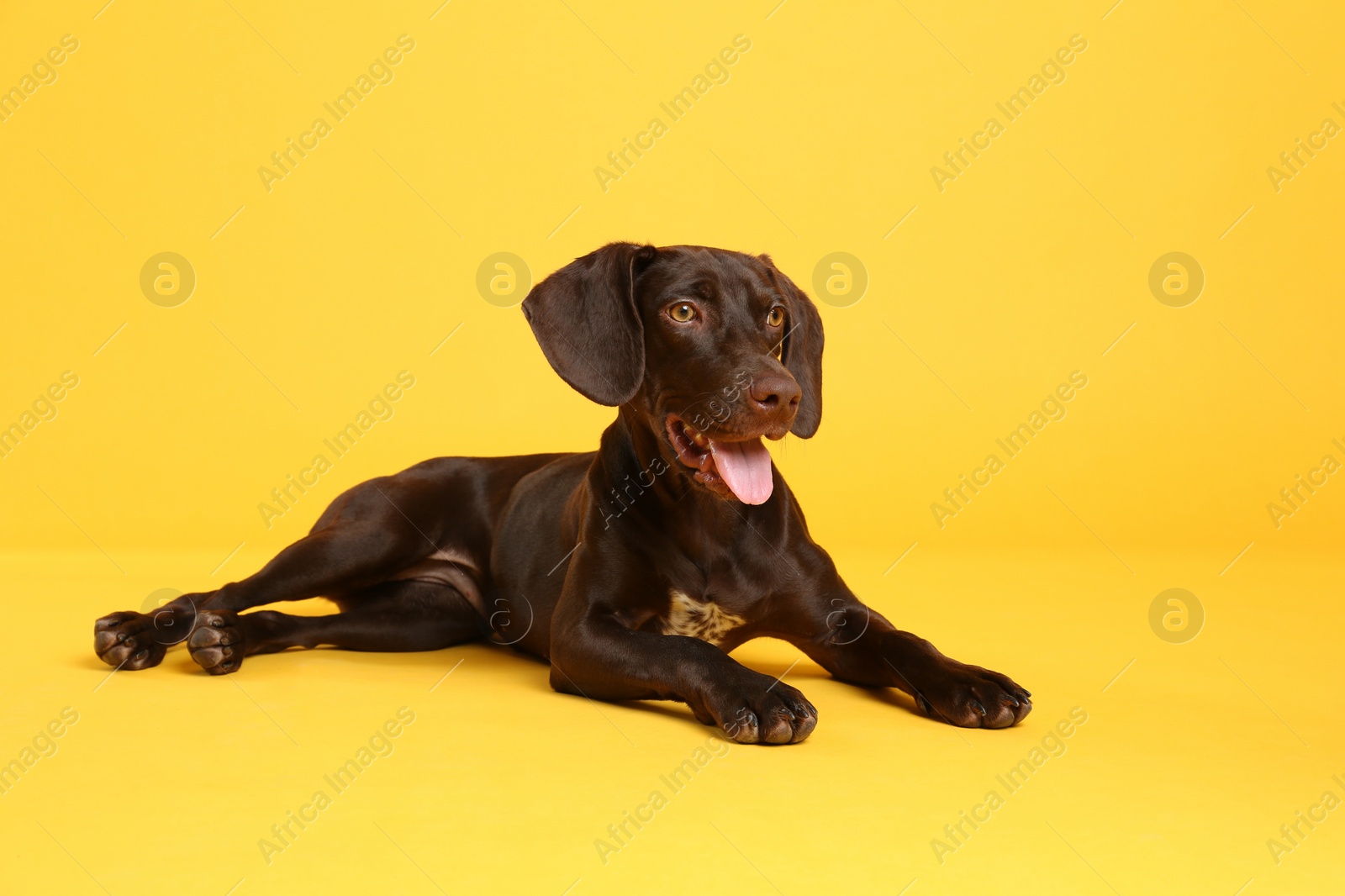 Photo of German Shorthaired Pointer dog on yellow background