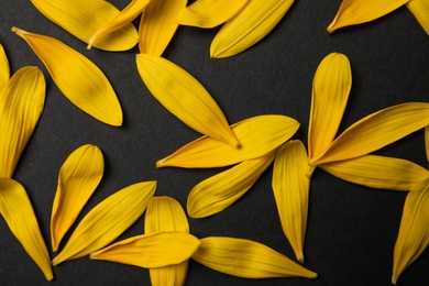 Fresh yellow sunflower petals on black background, flat lay