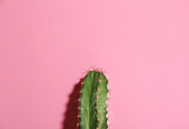 Photo of Beautiful cactus on pink background. Tropical plant
