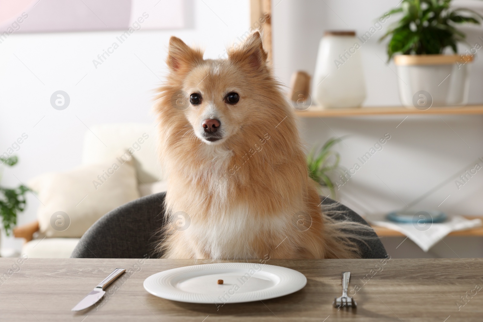 Photo of Hungry Pomeranian spitz dog waiting for food at table with empty plate indoors