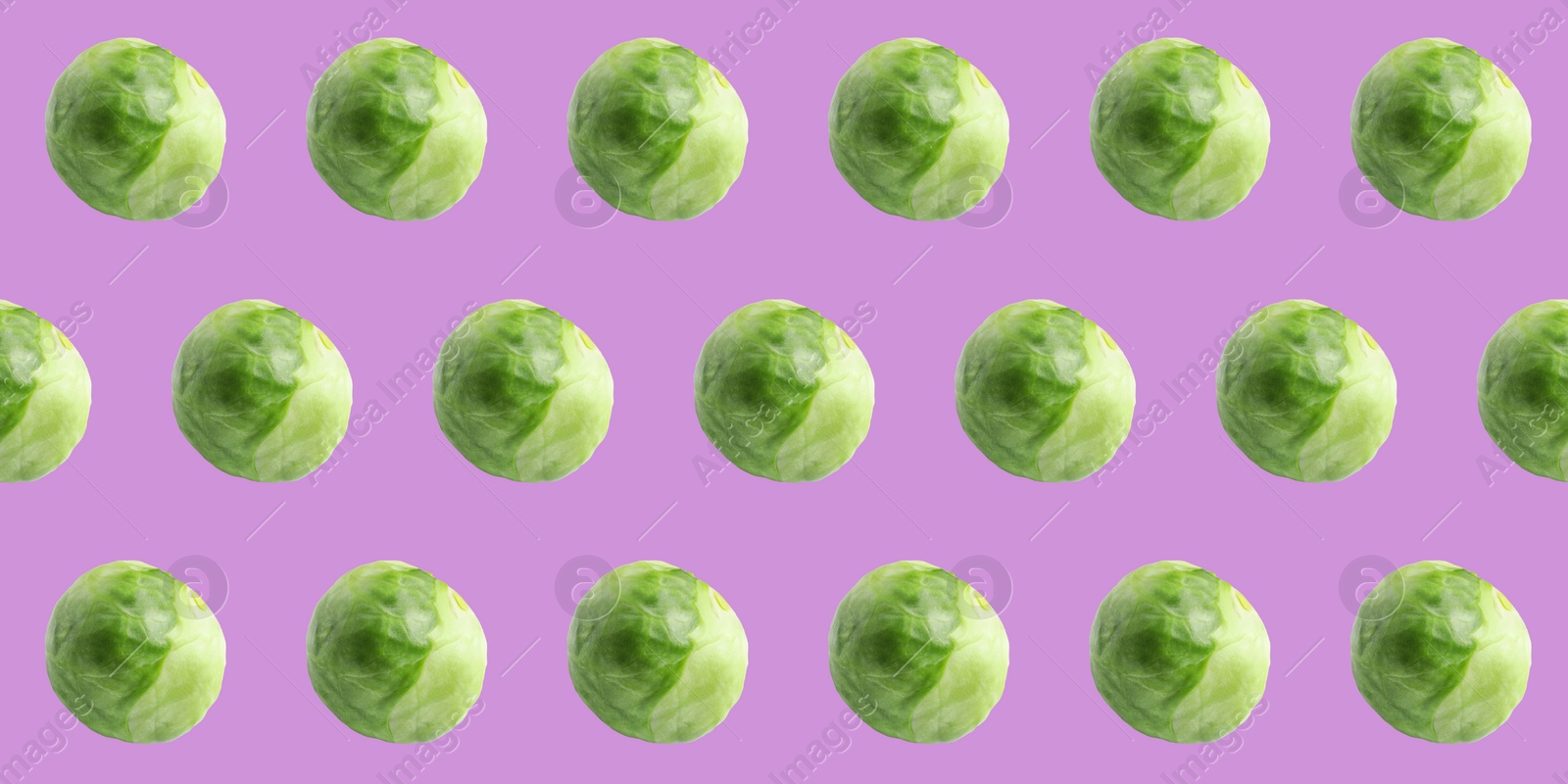Image of Pattern design of fresh Brussels sprouts on violet background. Banner