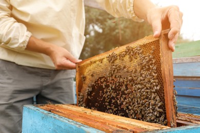 Photo of Beekeeper in uniform taking frame from hive at apiary, closeup. Harvesting honey