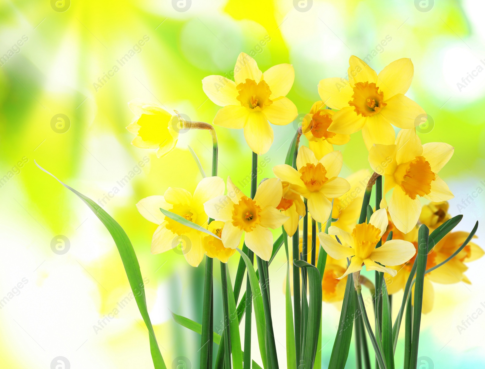 Image of Beautiful blooming yellow daffodils outdoors on sunny day