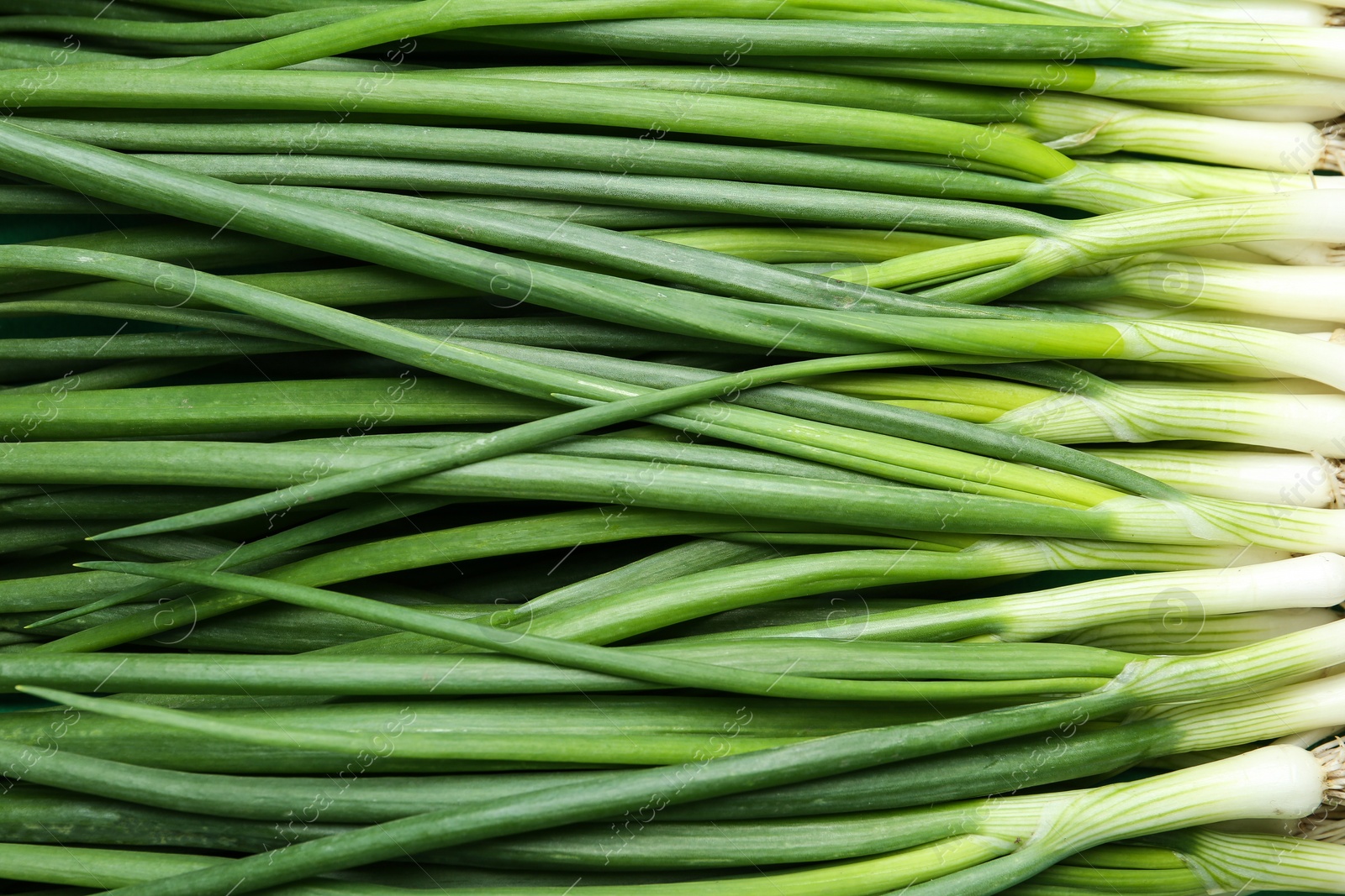 Photo of Fresh green spring onions as background, top view