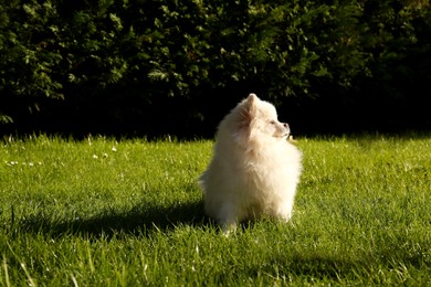 Photo of Cute fluffy Pomeranian dog on green grass outdoors, space for text. Lovely pet