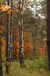 Photo of Beautiful trees with colorful leaves in forest. Autumn season