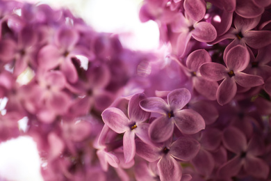 Closeup view of beautiful blossoming lilac shrub outdoors