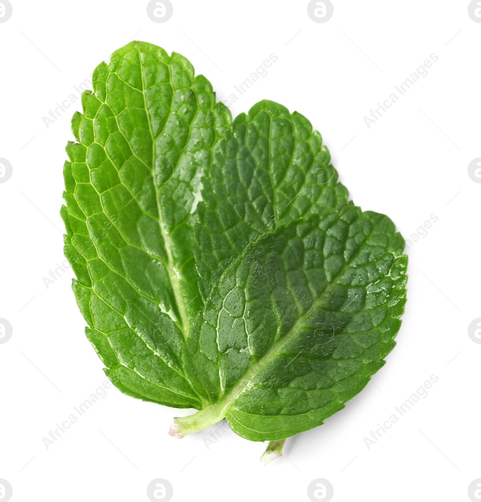 Photo of Wet leaves of fresh mint isolated on white