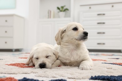 Photo of Cute little puppies lying on carpet at home