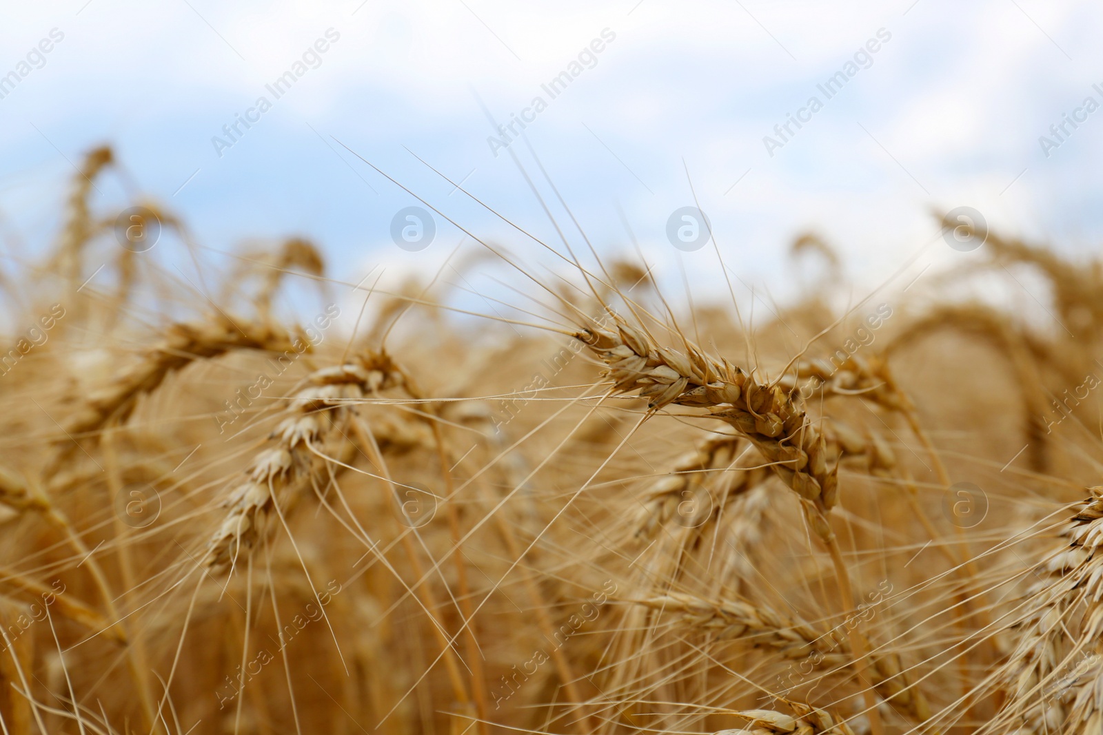 Photo of Ripe wheat spikes in agricultural field, closeup