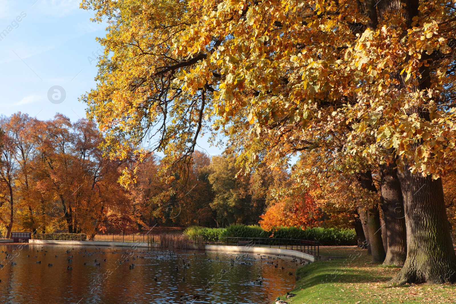 Photo of Picturesque view of park with beautiful trees and lake. Autumn season