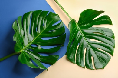 Beautiful monstera leaves on color background, flat lay. Tropical plant