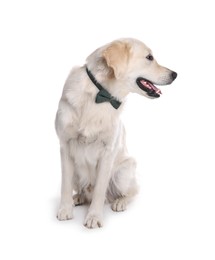 Photo of Cute Labrador Retriever with stylish bow tie on white background