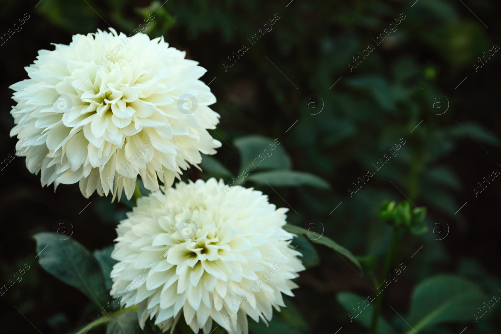 Photo of Beautiful blooming white dahlia flowers in green garden