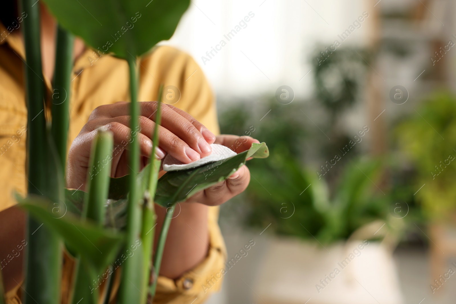 Photo of Woman wiping beautiful houseplant leaf with cotton pad indoors, closeup. Space for text
