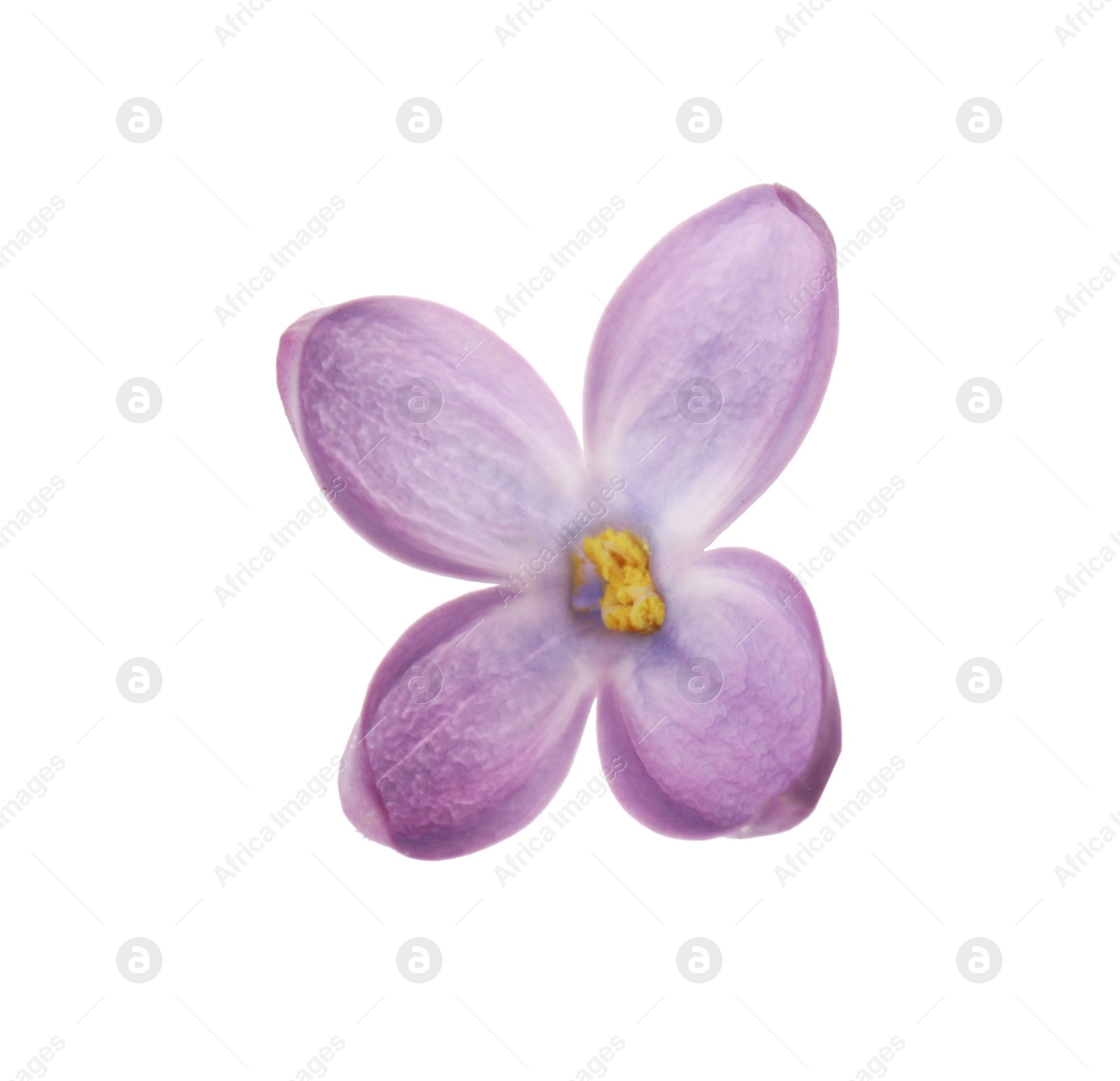 Photo of Beautiful violet lilac blossom isolated on white