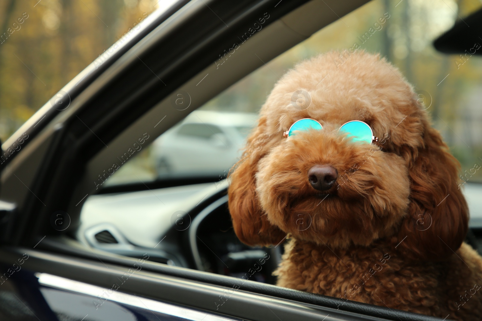 Photo of Cute dog in sunglasses inside black car, view from outside