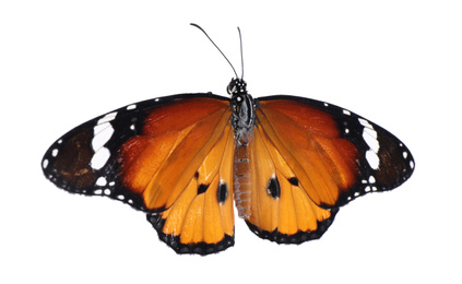 Beautiful painted lady butterfly isolated on white