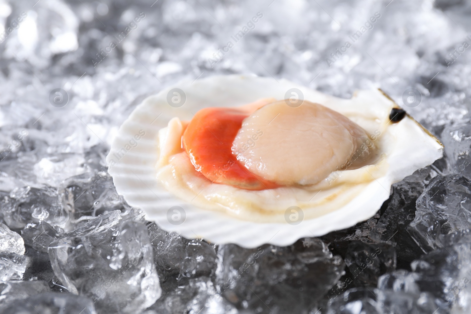 Photo of Fresh raw scallop in shell on ice cubes, closeup