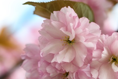 Photo of Beautiful pink flowers of blossoming sakura tree, closeup