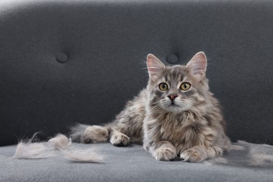 Photo of Cute cat and pet hair on grey sofa