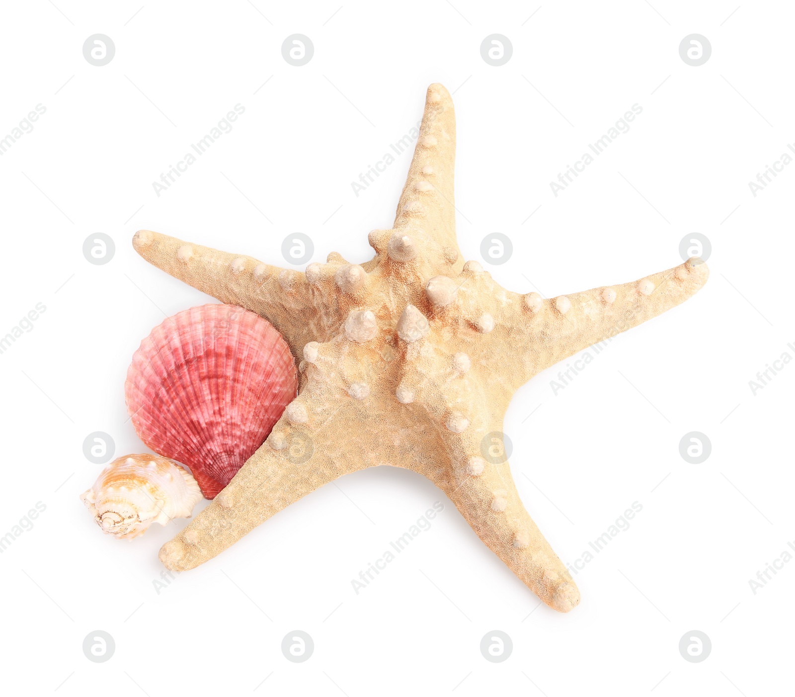 Photo of Beautiful sea star (starfish) and seashells isolated on white