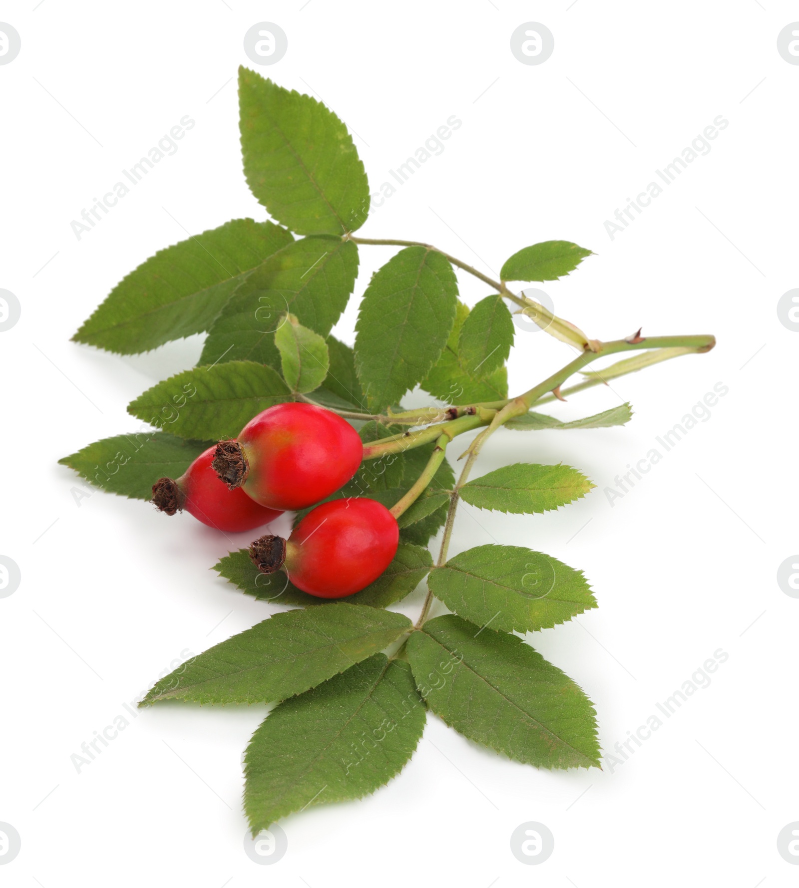 Photo of Ripe rose hip berries with leaves on white background