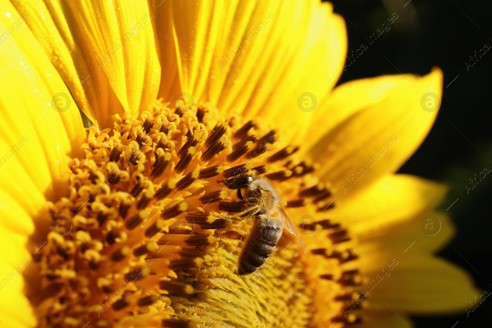 Photo of Honeybee collecting nectar from sunflower outdoors, closeup