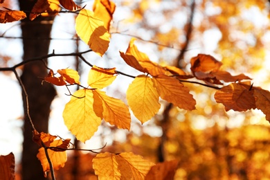 Sunlit golden leaves in autumn forest. Seasonal background
