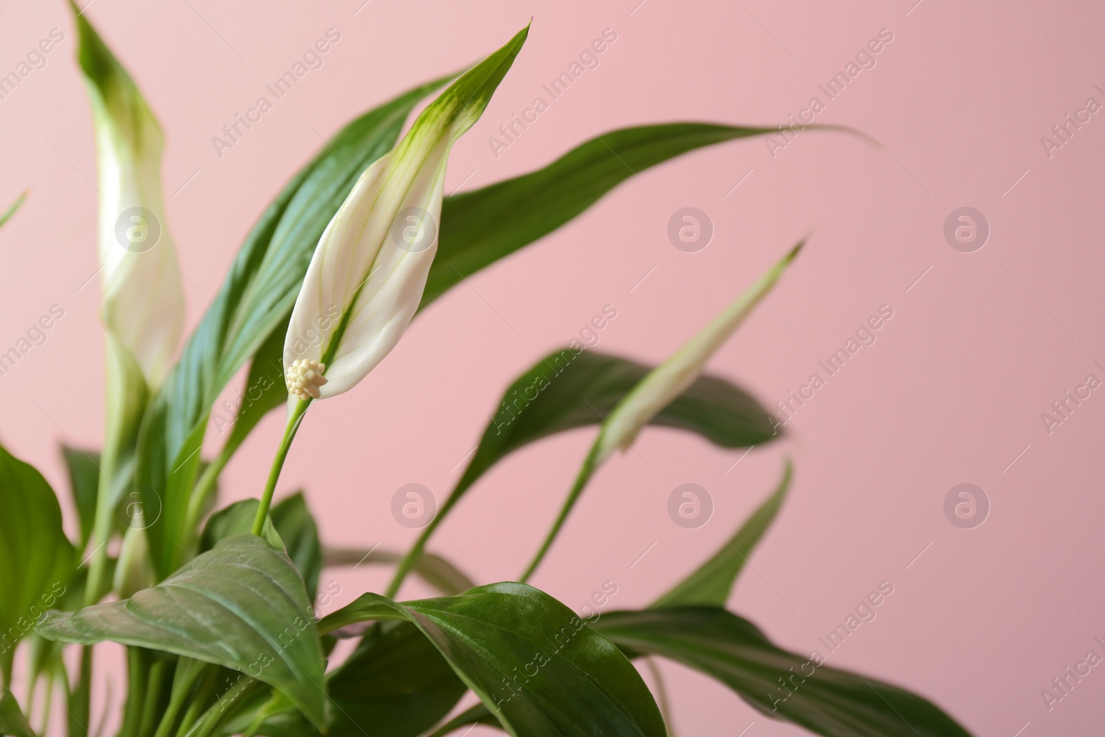 Photo of Flowers and leaves of peace lily on color background, closeup. Space for text