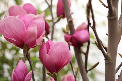 Closeup view of beautiful blooming magnolia tree outdoors