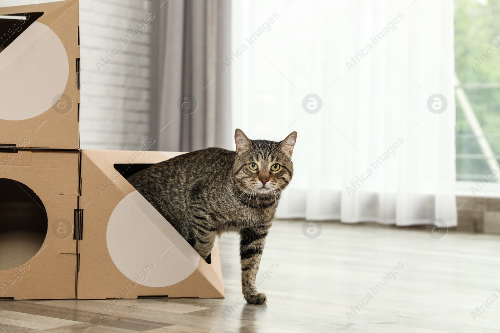 Photo of Cute tabby cat coming out of cardboard house in room. Friendly pet