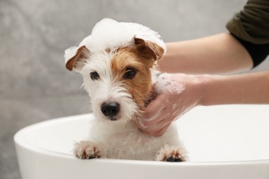 Photo of Woman washing her cute dog with shampoo in bathroom indoors, closeup