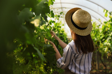 Photo of Woman working with grape plants in greenhouse