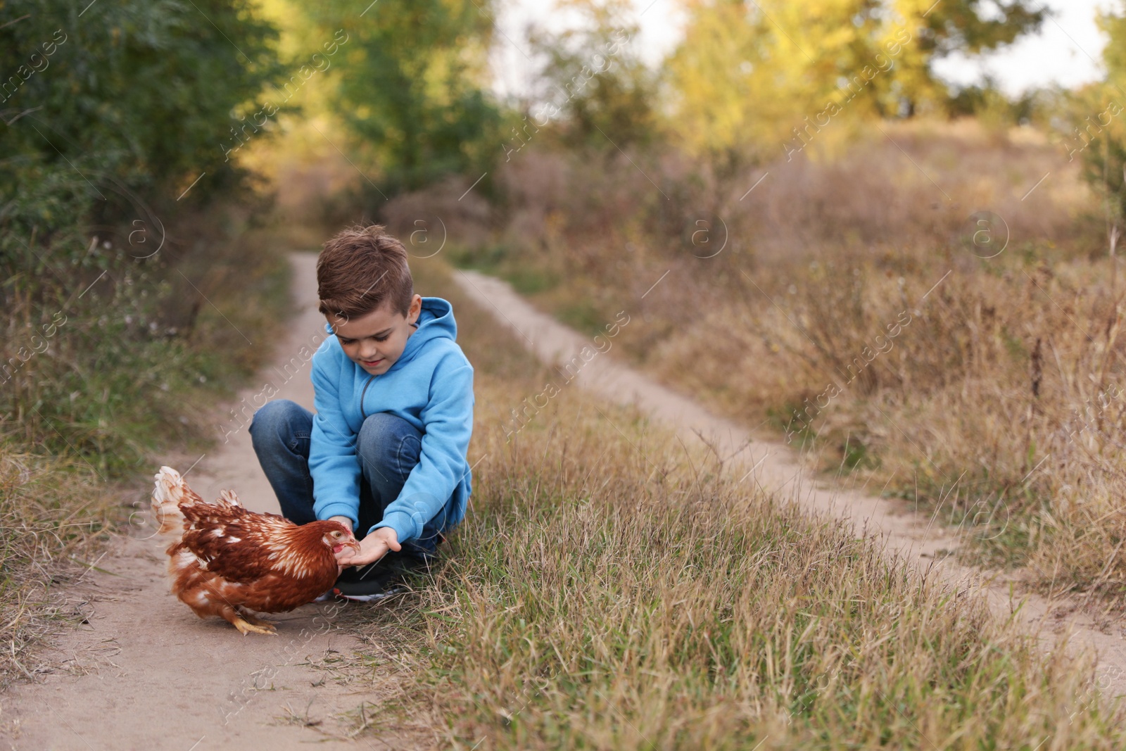 Photo of Farm animal. Cute little boy with chicken in countryside, space for text