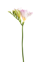 Beautiful tender freesia flower isolated on white