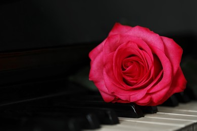 Photo of Beautiful pink rose on piano keys, closeup. Space for text