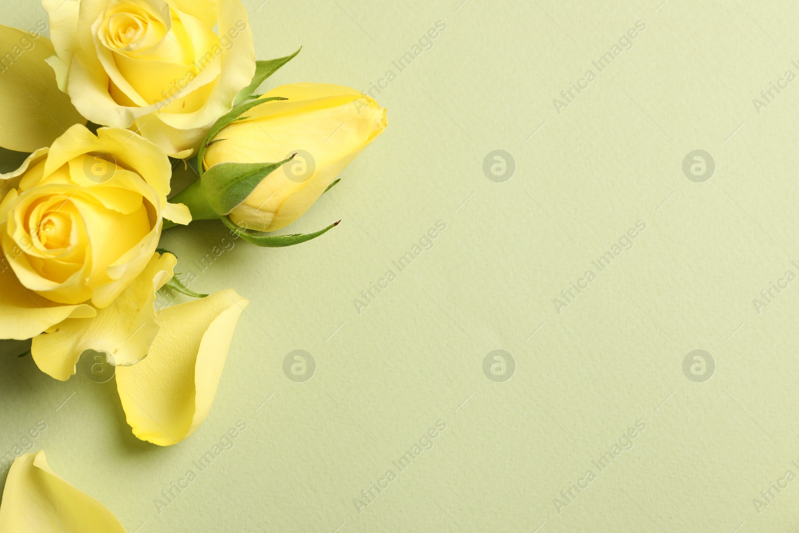 Photo of Beautiful yellow roses and petals on light olive background, flat lay. Space for text