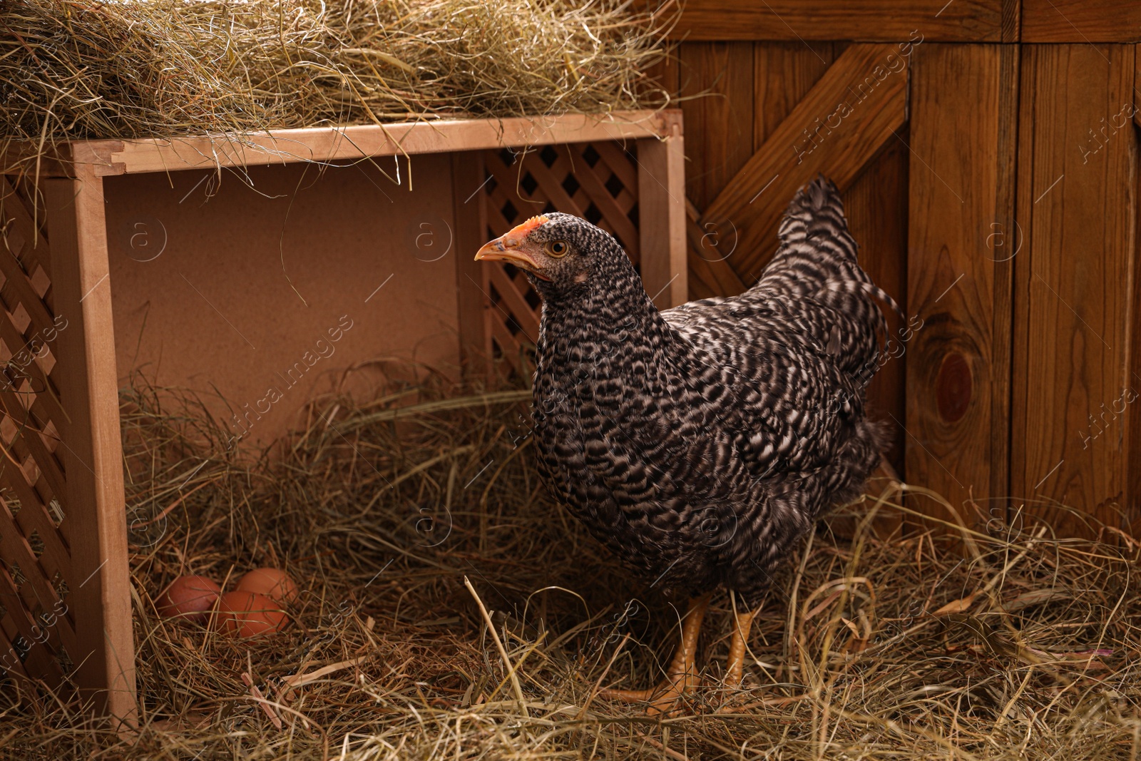 Photo of Beautiful chicken near nesting box with eggs in henhouse