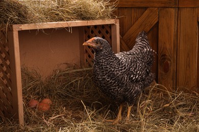 Photo of Beautiful chicken near nesting box with eggs in henhouse