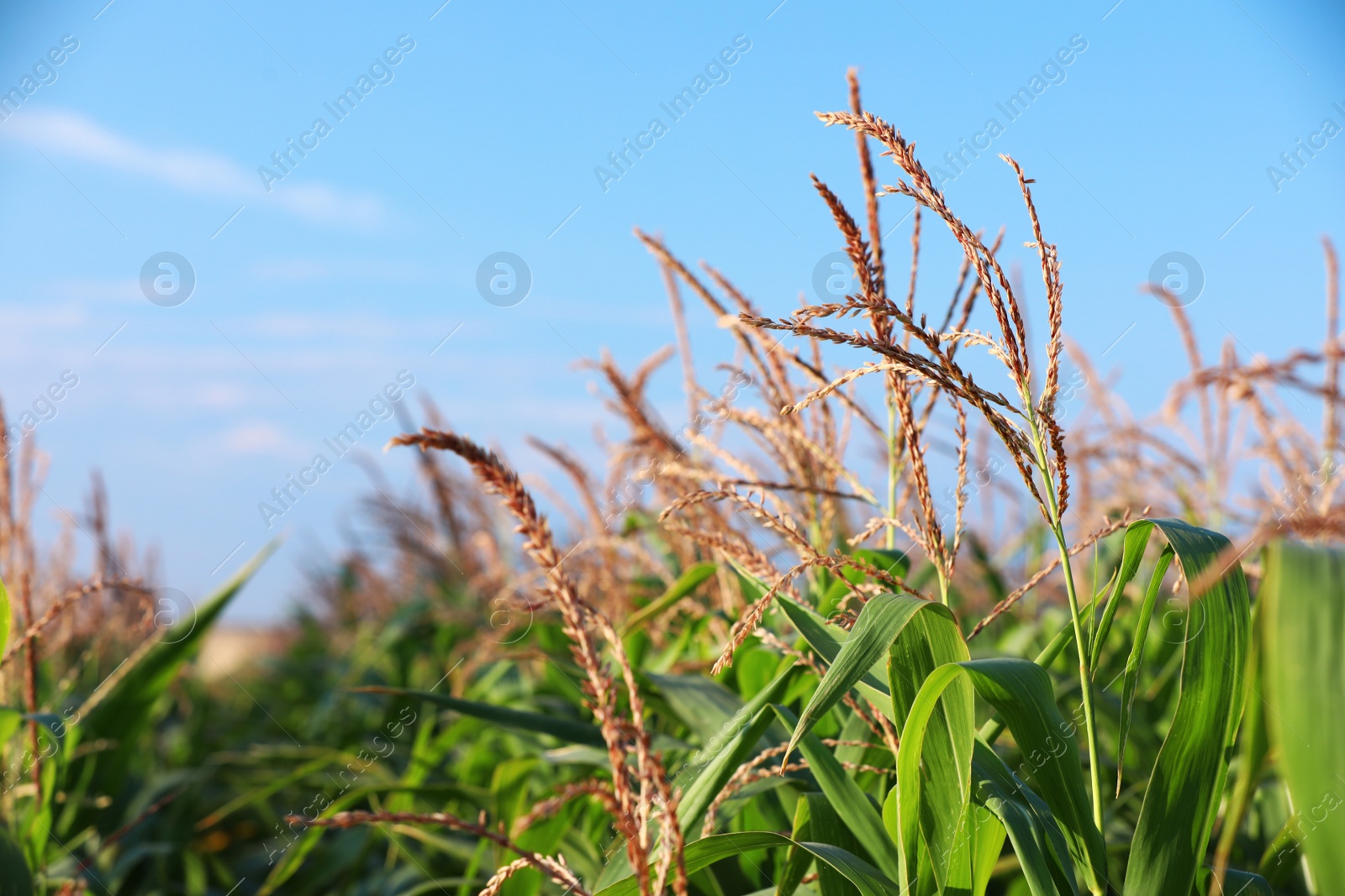 Photo of Beautiful view of corn field against blue sky