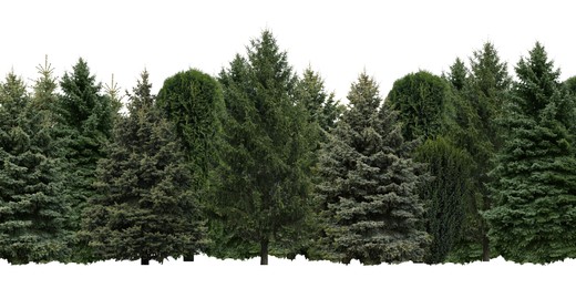 Image of Many different coniferous trees on white background