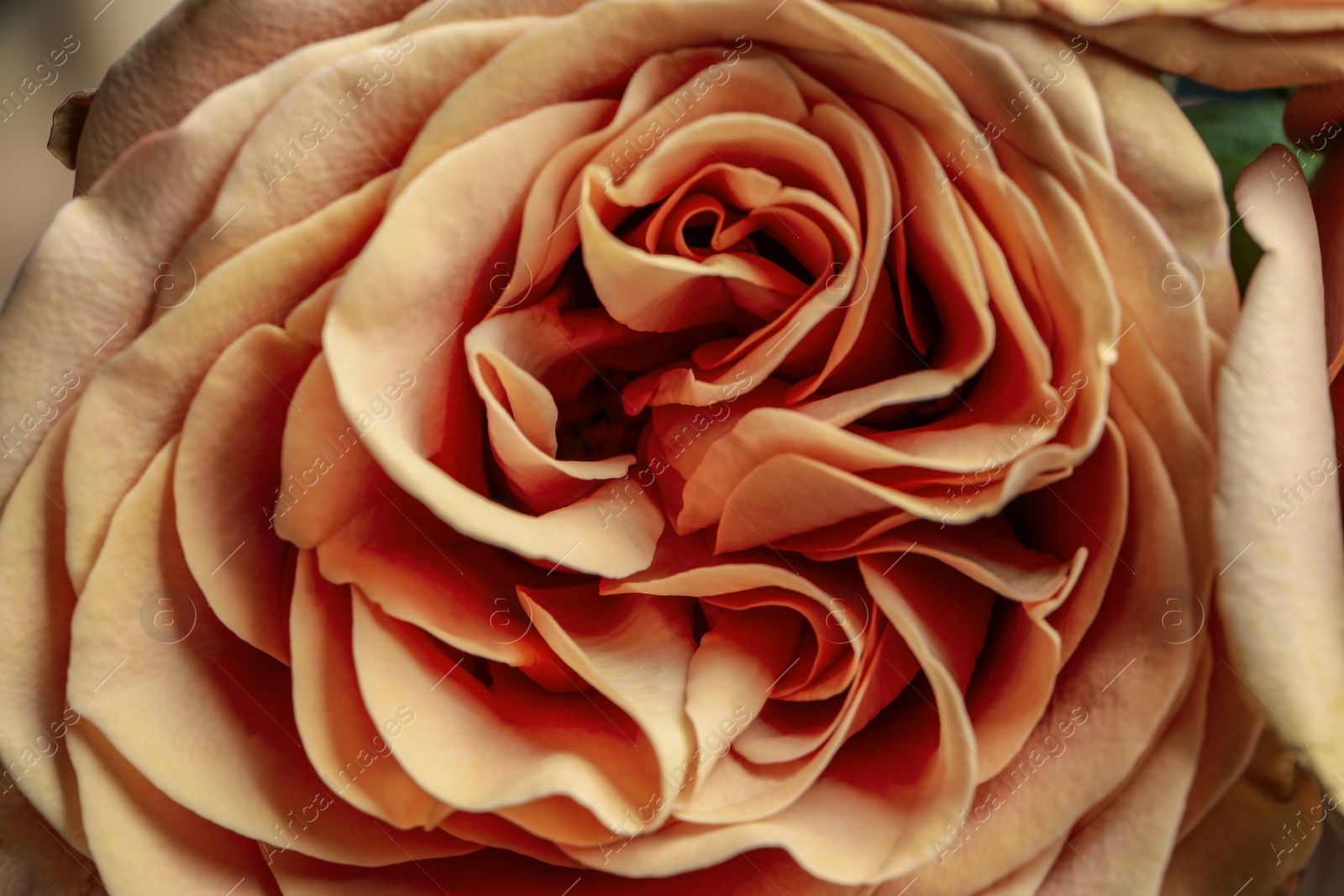 Photo of Closeup view of beautiful blooming rose as background. Floral decor