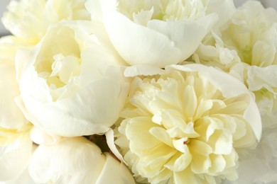 Photo of Closeup view of beautiful white peony flowers