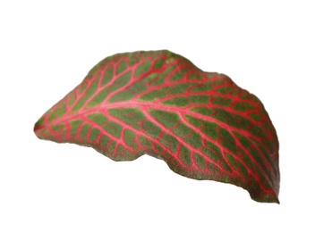 Leaf of tropical fittonia plant on white background
