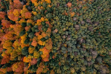 Image of Aerial view of beautiful forest on autumn day