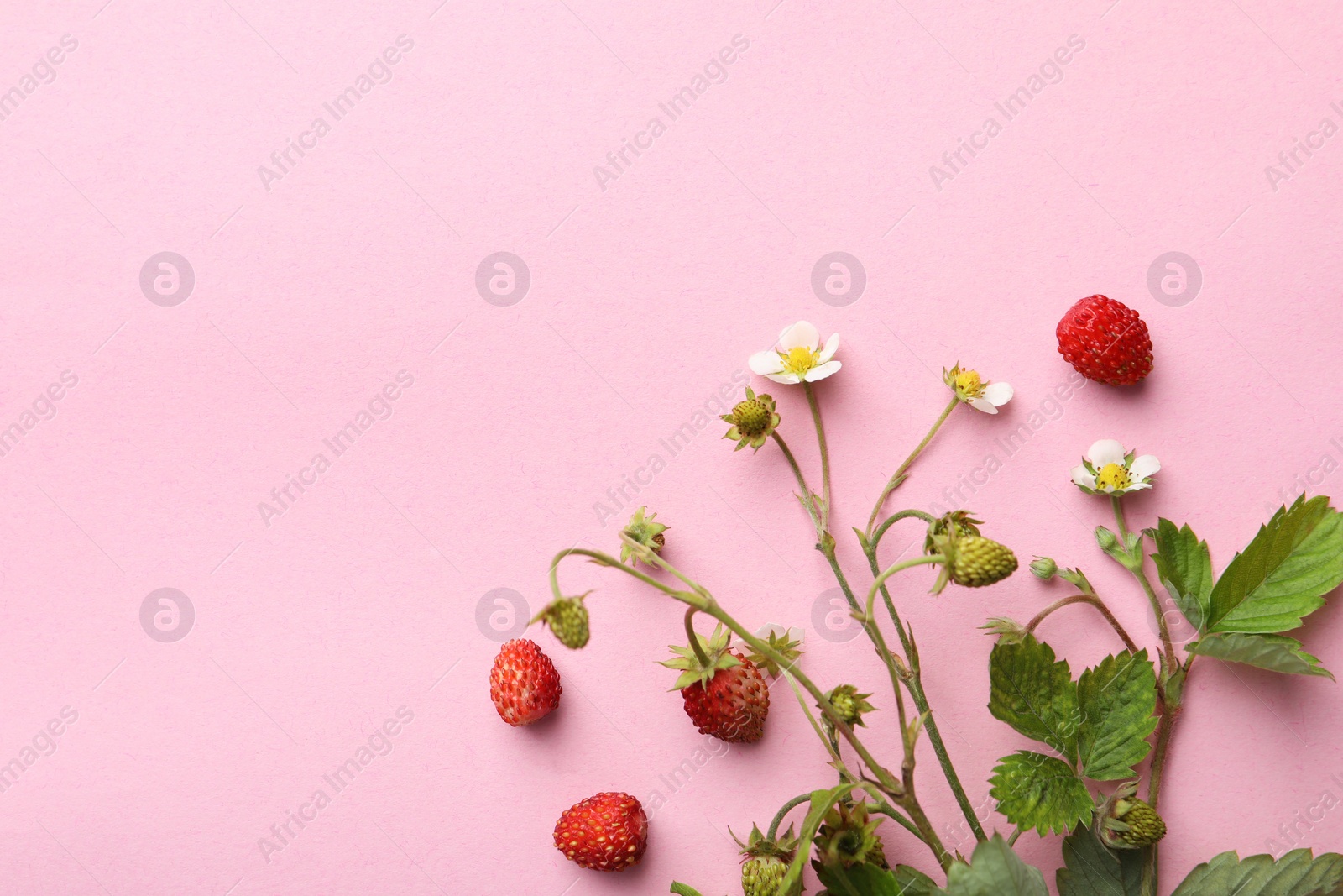 Photo of Stems with fresh and unripe wild strawberries, flowers and leaves on pink background, flat lay. Space for text